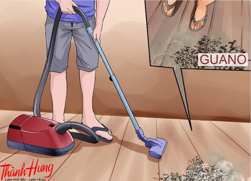 Vệ sinh phân dơi cẩn thận, tránh lây bệnh truyền nhiễm.
