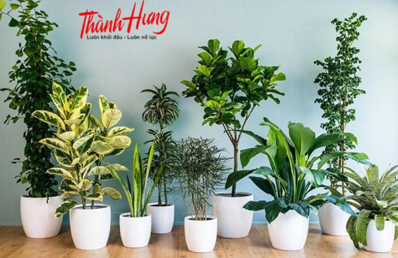Cây trồng không cần ánh sáng là những loài cây có khả năng sinh trưởng và phát triển trong môi trường thiếu ánh sáng mặt trời trực tiếp.